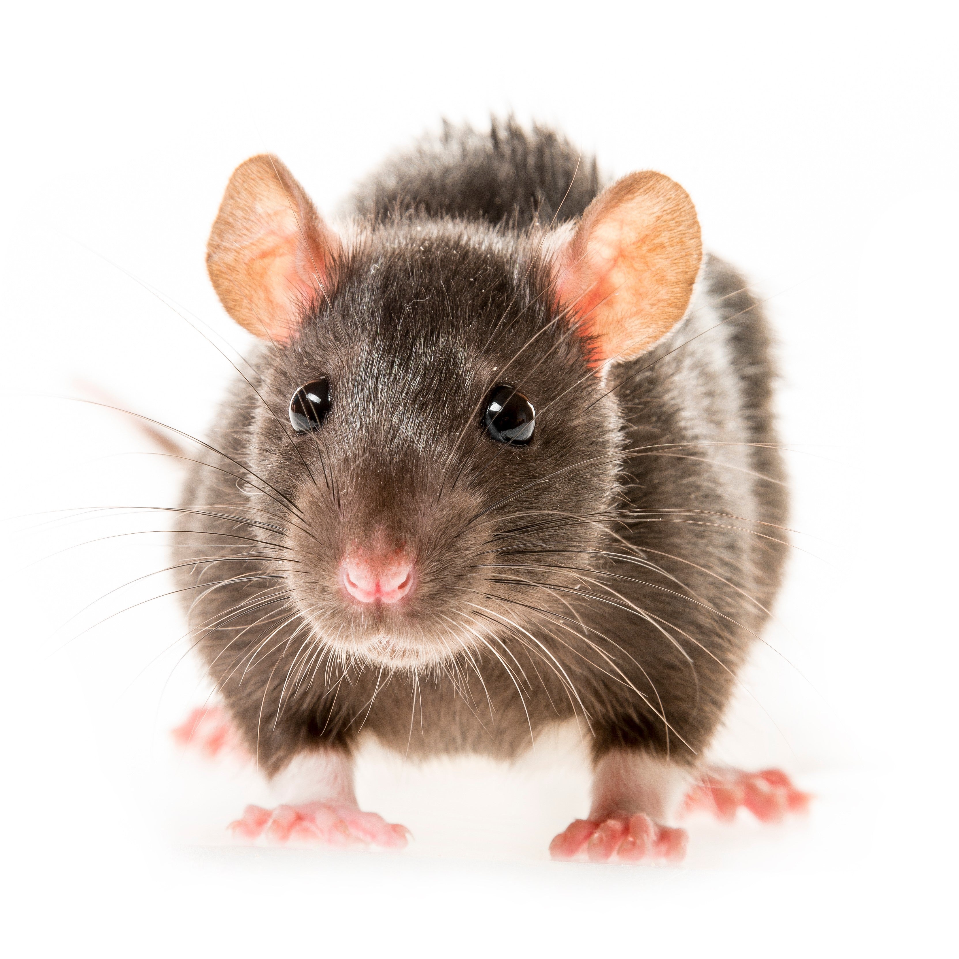 &lt;Close up picture of mouse or rat with black grey fur, and pink ears, nose and feet. Credit&gt; AdobeStock_130041076