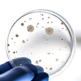 <Hand of microbiologist in blue gloves holding an environmental monitoring plate up to a white background to see different bacteria and mould colonies. Credit> AdobeStock_165607655