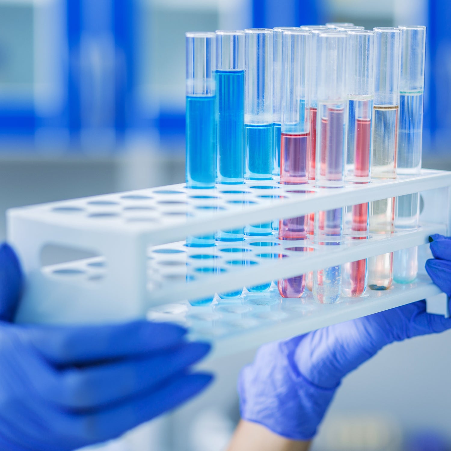 &lt;Hands of a lab assistant wearing blue gloves holding a white rack of clear glass test tubes containing blue, red, and yellow liquids. Credit&gt; AdobeStock_182476071