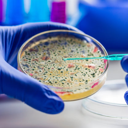 &lt;Microbiologist hand in blue glove putting stain on bacteria colonies on a round agar plate with a pipette to differentiate them green and pink. Credit&gt; AdobeStock_322268844