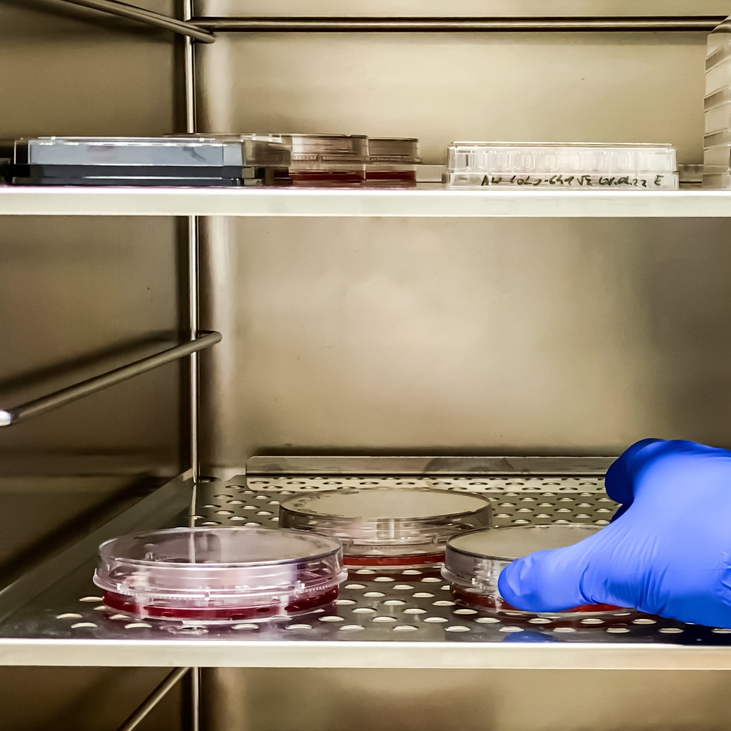 &lt; Microbiologist hand in blue glove reaching in to an open incubator to collect a round agar plate from one of the stainless steel shelves for analysis. Credit&gt; AdobeStock_526069855