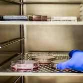 < Microbiologist hand in blue glove reaching in to an open incubator to collect a round agar plate from one of the stainless steel shelves for analysis. Credit> AdobeStock_526069855