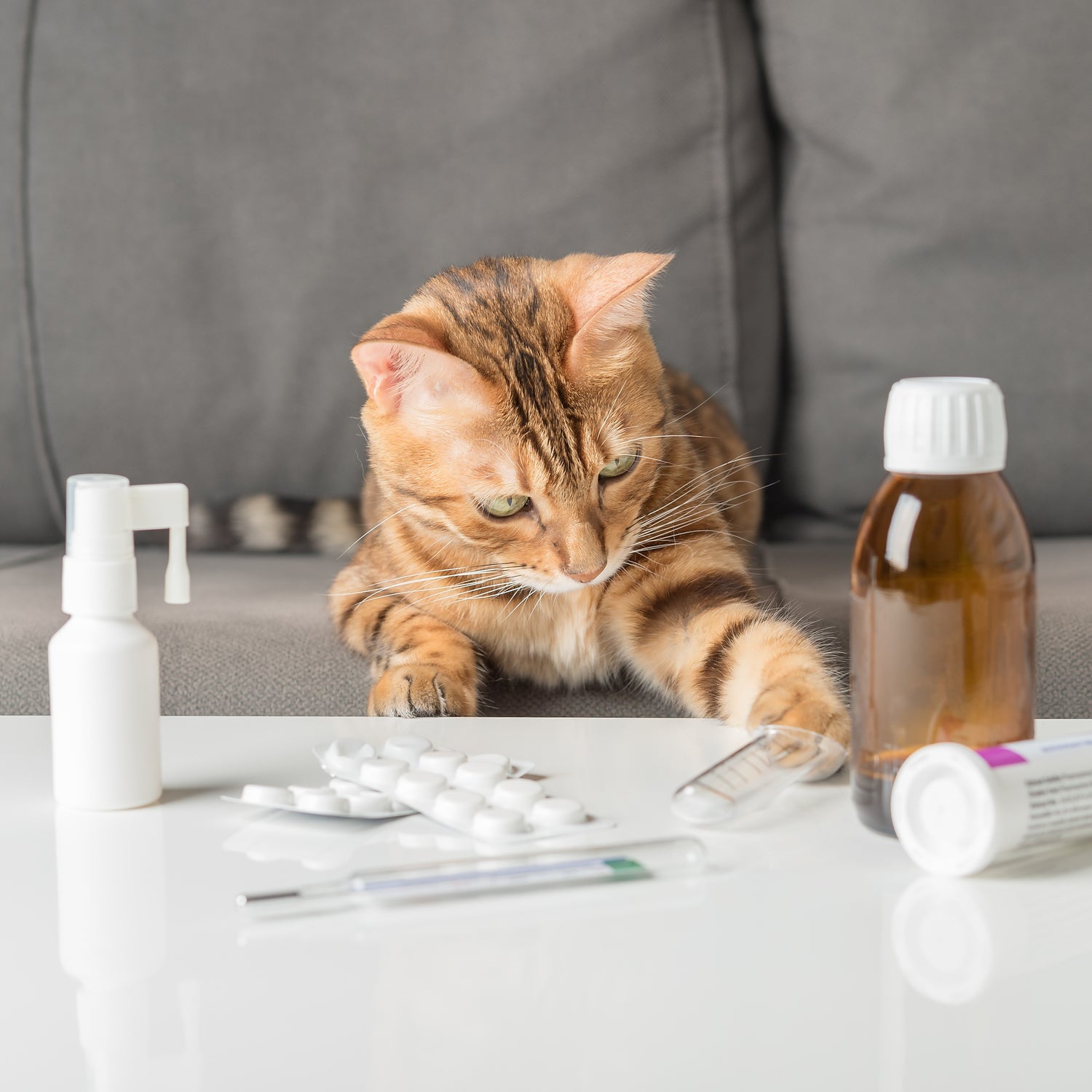 &lt;Tabby cat sat on grey sofa not happy with the drug products on the white coffee table in front of him, a nasal spray, some tablets in blisters, and a cough syrup, batting them with his paw. Credit&gt; AdobeStock_526326275