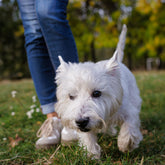 <Small white highland terrier dog being trained on a grass park surrounded by trees by its female owner walking to heel in jeans and trainers. Credit> 338553743 © Sergii Kolesnikov | Dreamstime.com